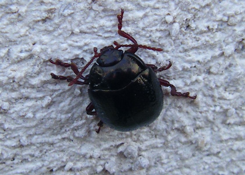 Chrysolina bankii